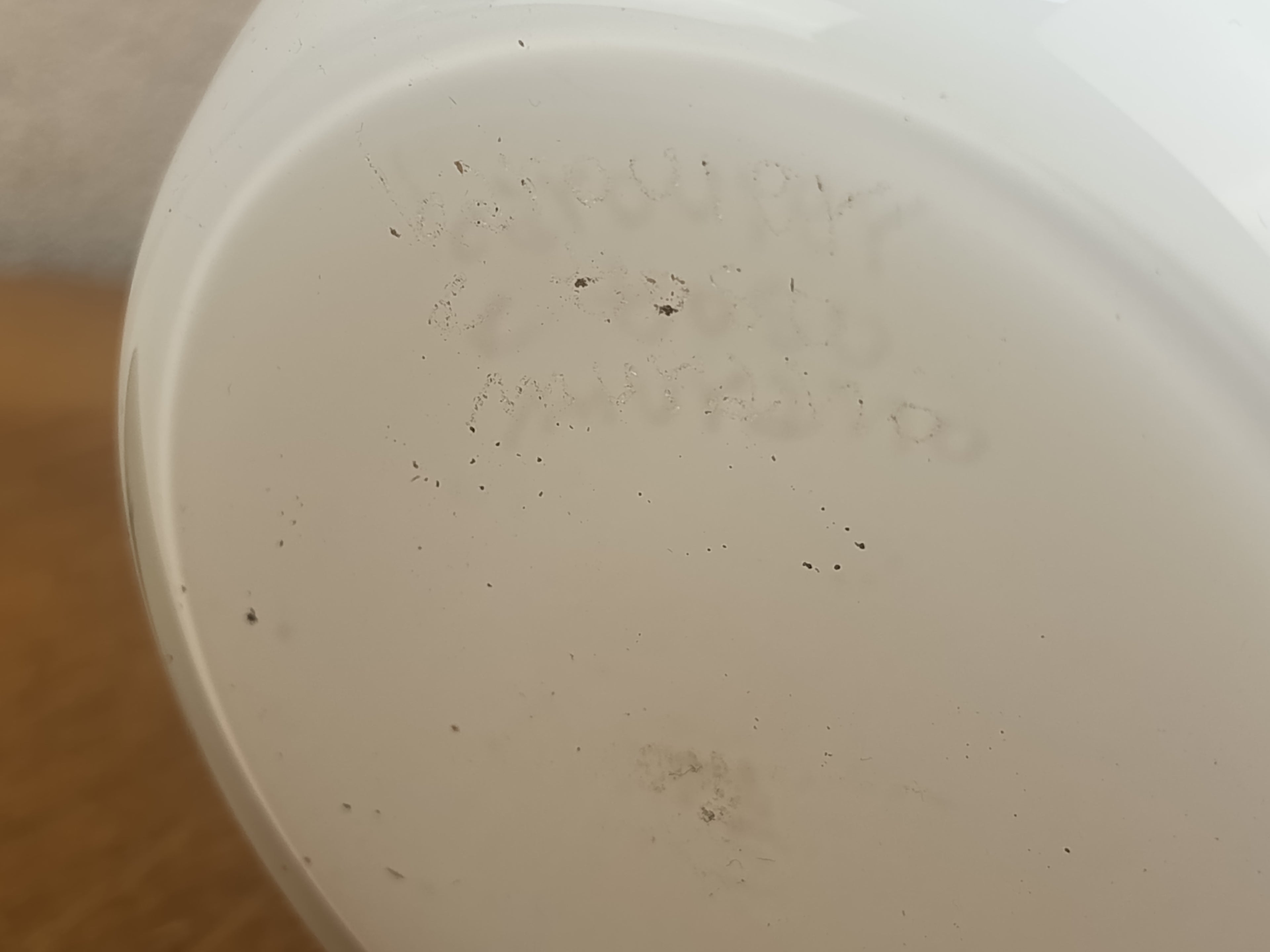 Vase Barovier & Toso en verre de Murano blanc