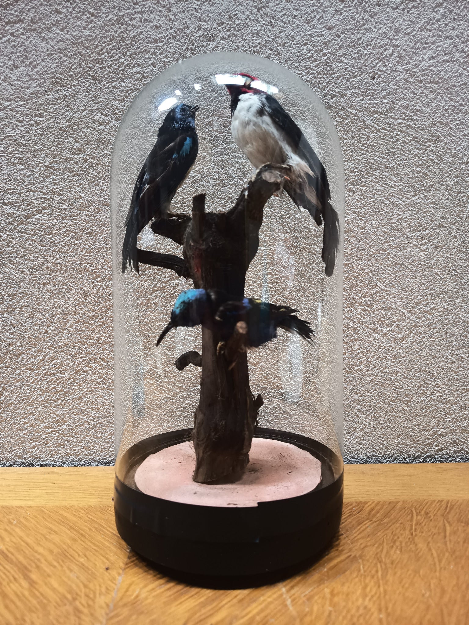 Globe Napoléon III aux oiseaux naturalisés – 28 cm