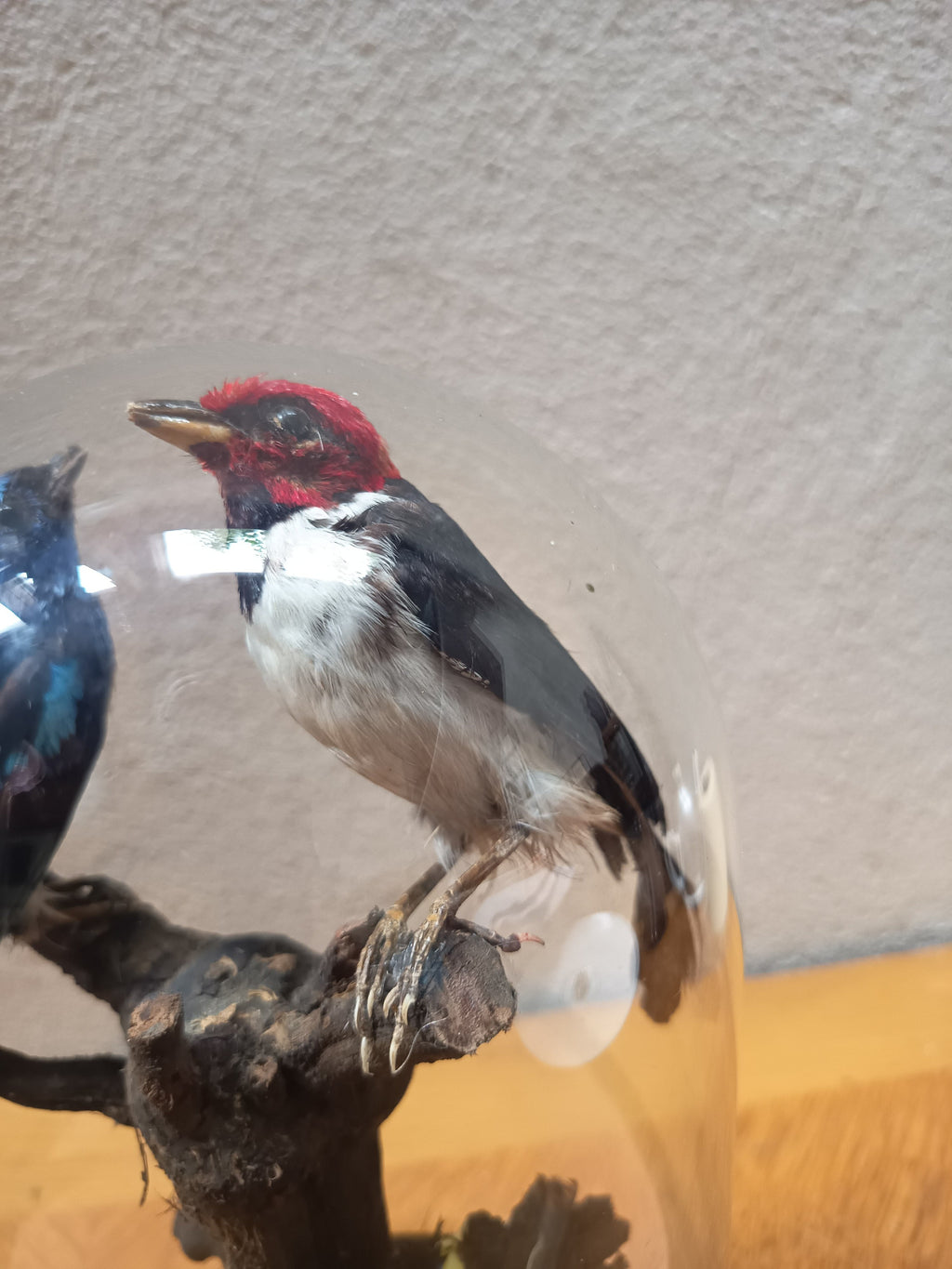 Globe Napoléon III aux oiseaux naturalisés – 28 cm