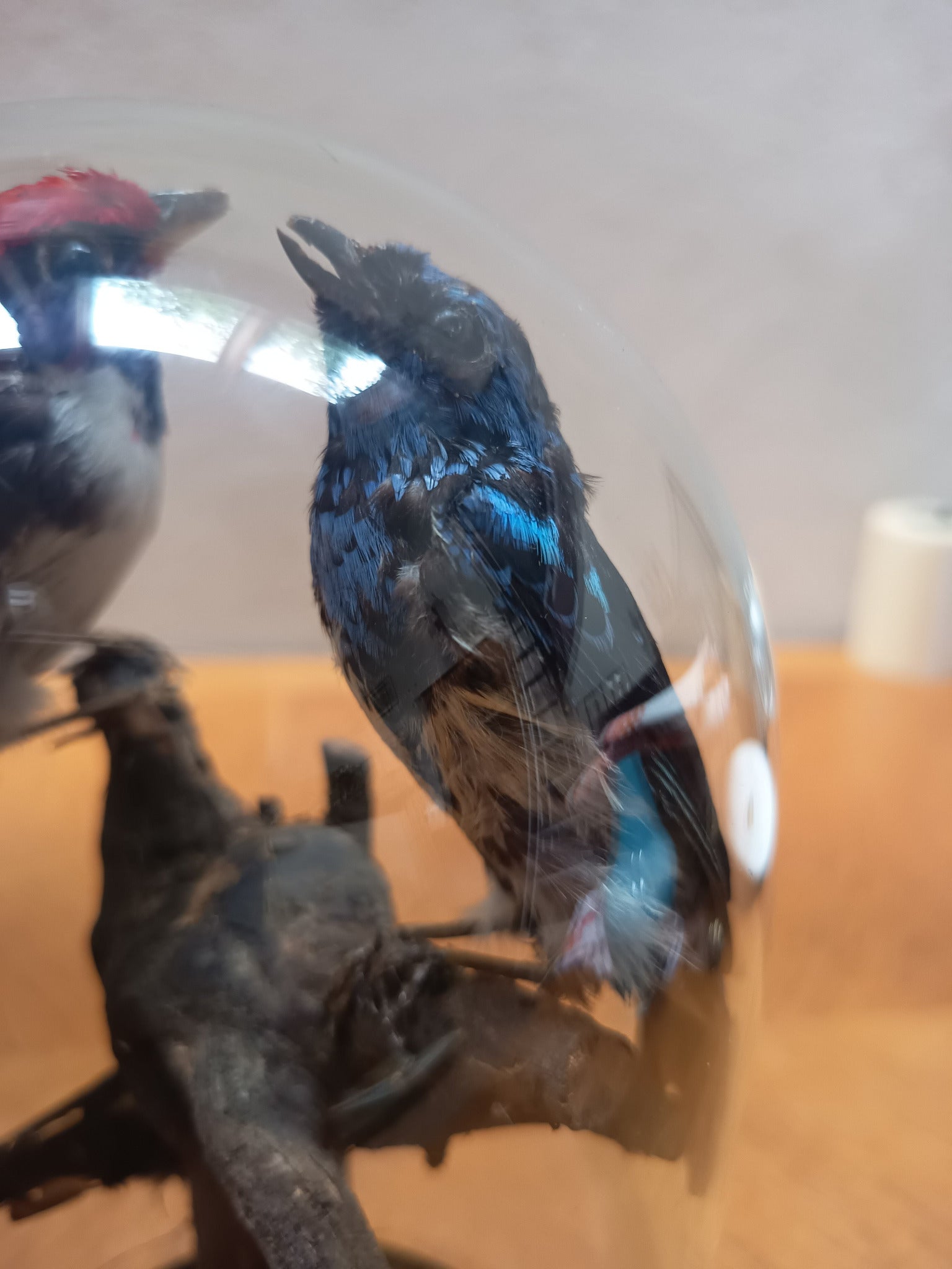 Globe Napoléon III aux oiseaux naturalisés – 28 cm