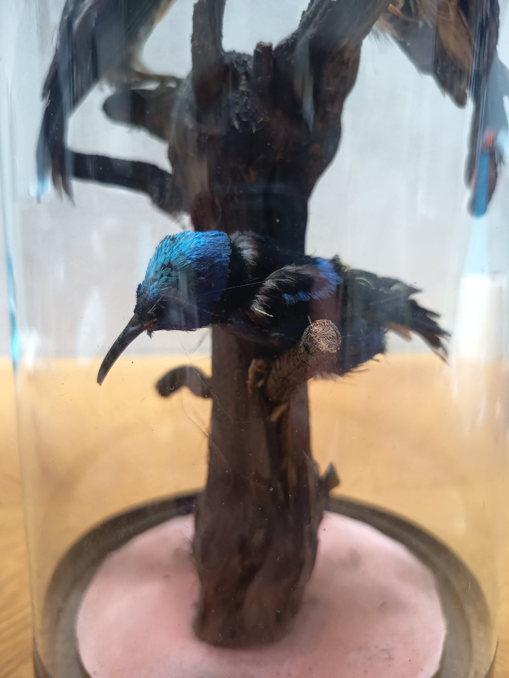 Globe Napoléon III aux oiseaux naturalisés – 28 cm