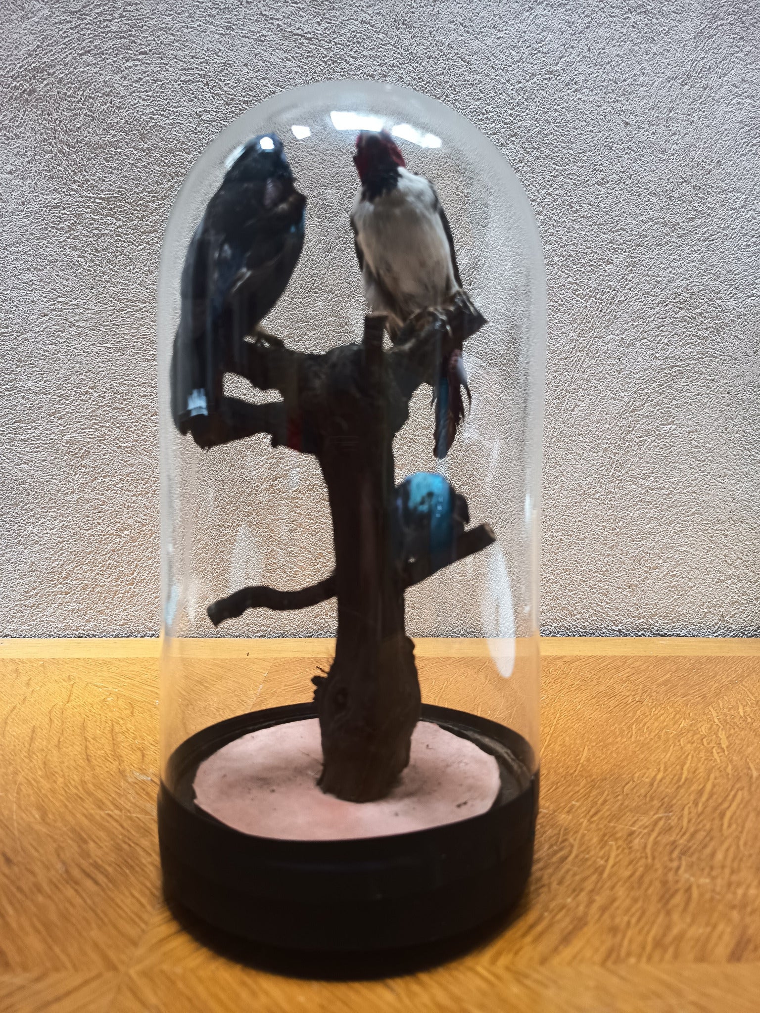 Globe Napoléon III aux oiseaux naturalisés – 28 cm