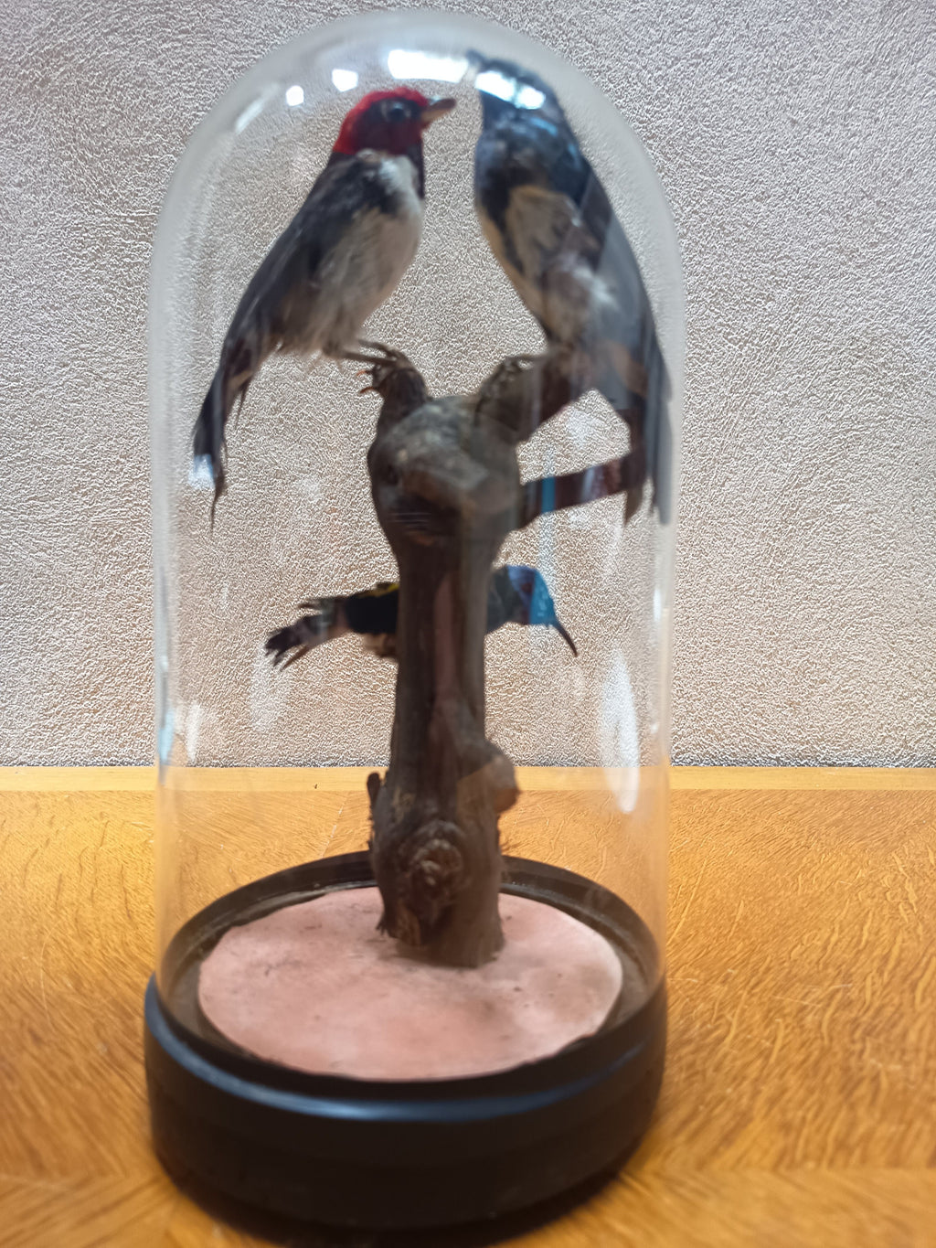 Globe Napoléon III aux oiseaux naturalisés – 28 cm