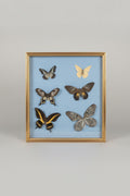Cadre 6 papillons naturalisés – Entomologie vintage