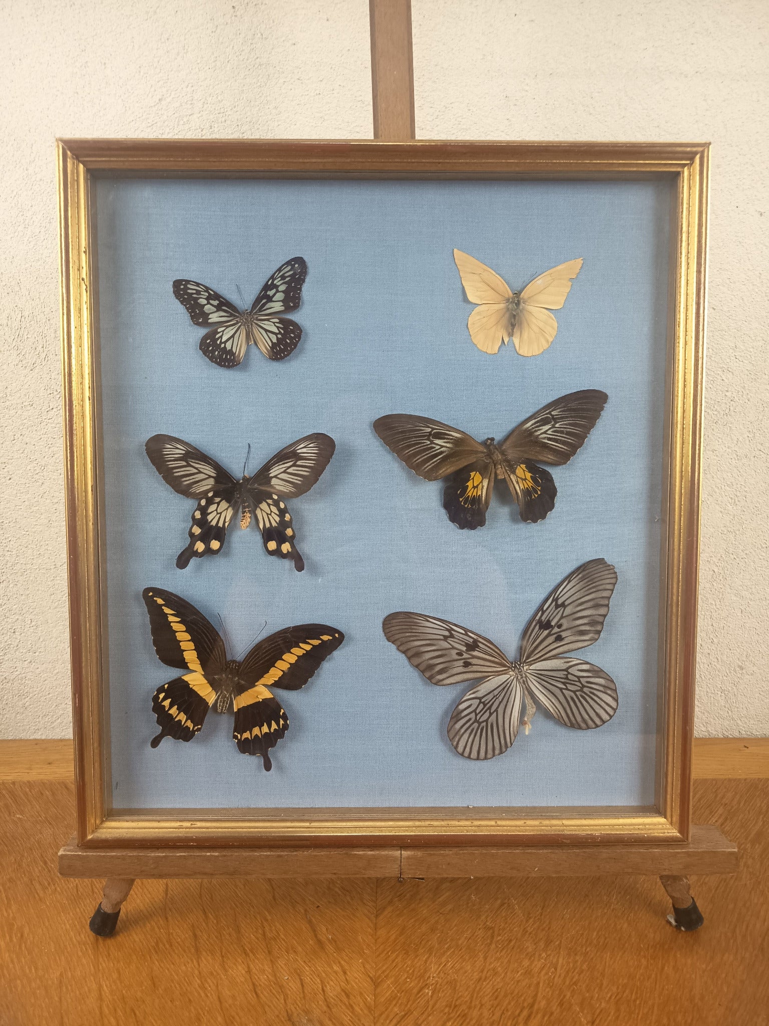 Cadre 6 papillons naturalisés – Entomologie vintage