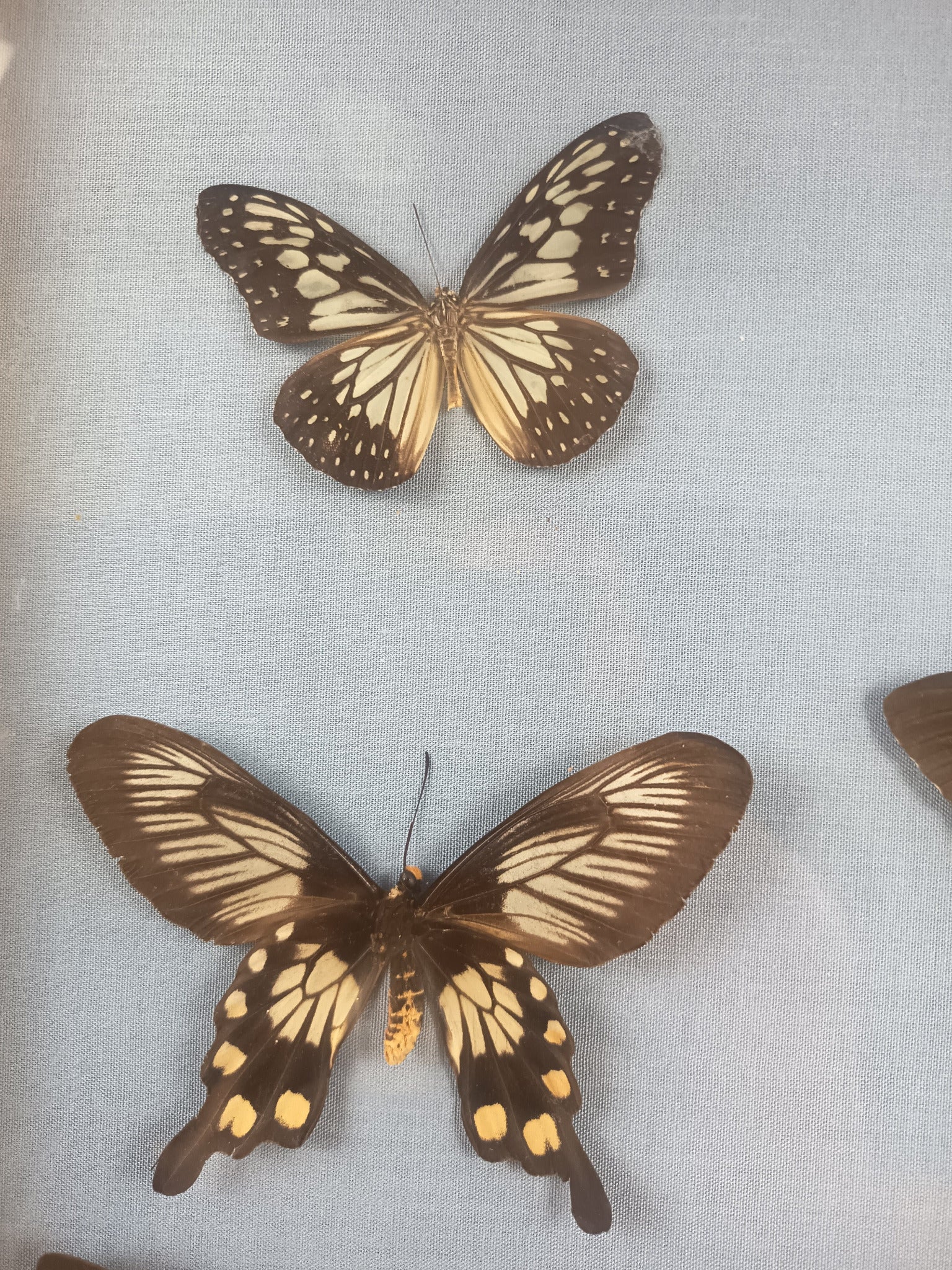 Cadre 6 papillons naturalisés – Entomologie vintage