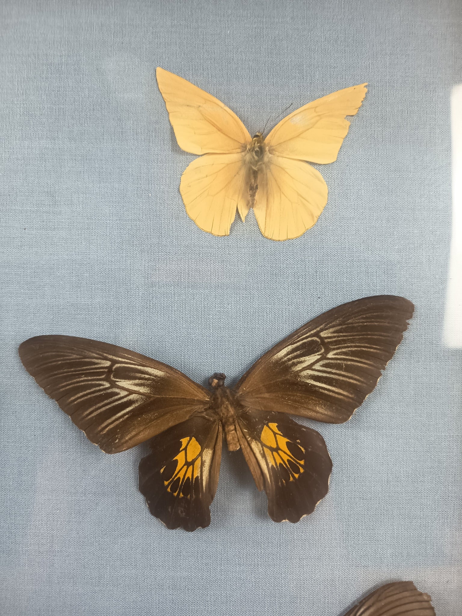 Cadre 6 papillons naturalisés – Entomologie vintage