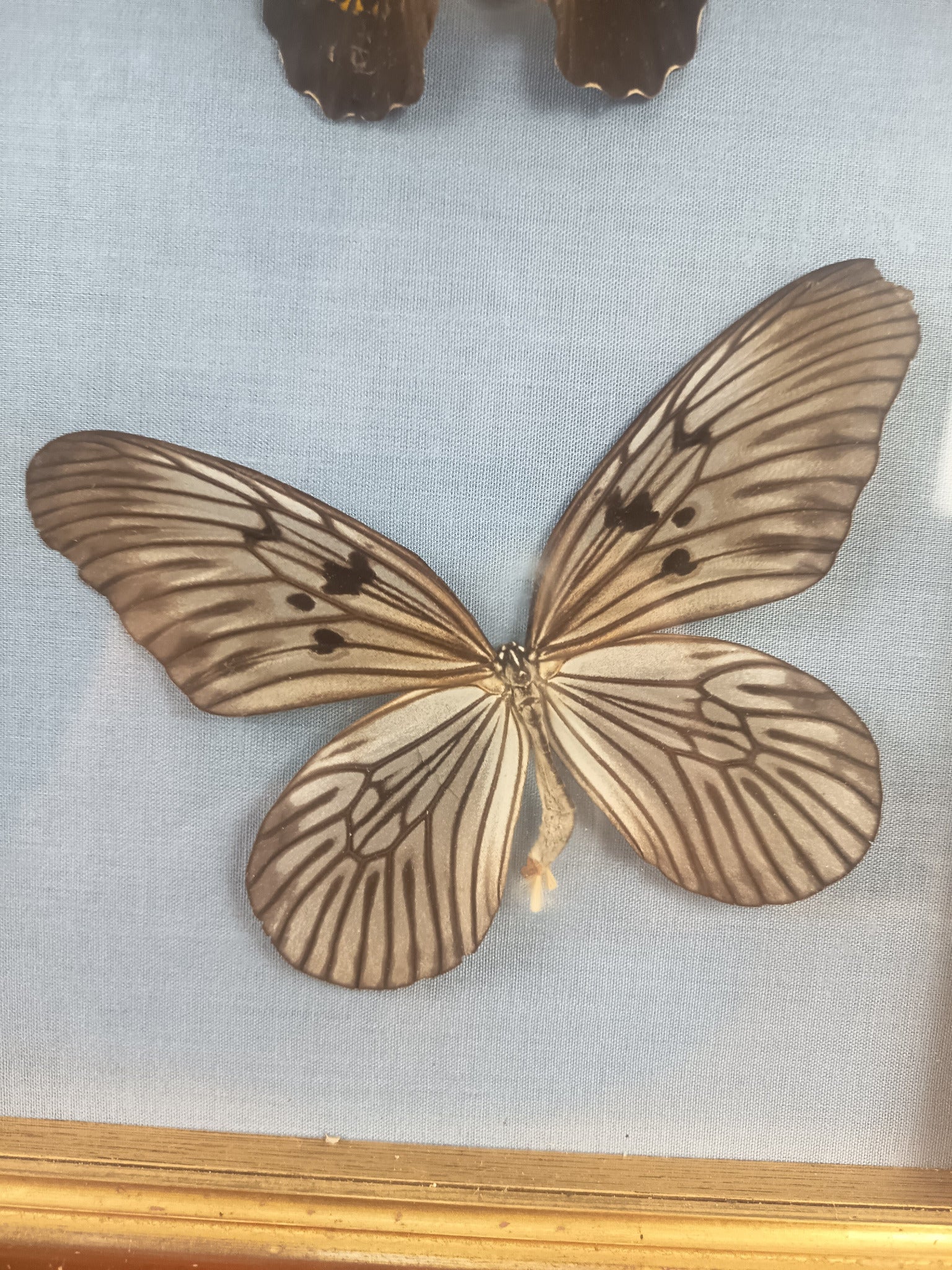 Cadre 6 papillons naturalisés – Entomologie vintage