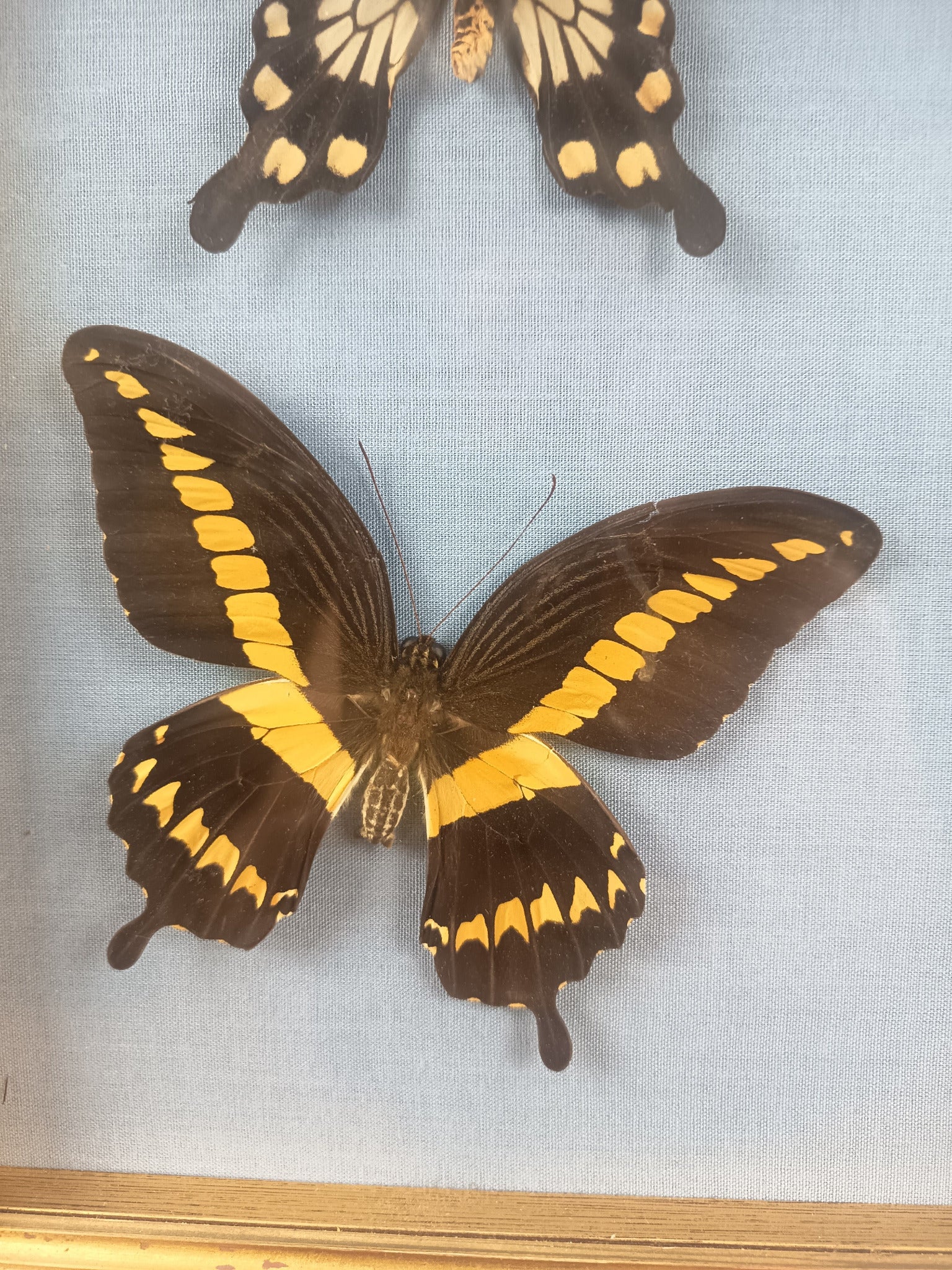 Cadre 6 papillons naturalisés – Entomologie vintage